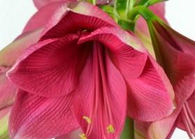 hippeastrum Adele ® (2)